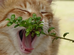 猫の休み時間2
