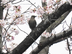お花見イソちゃん