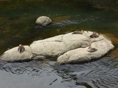 岩の上でひと休み 2