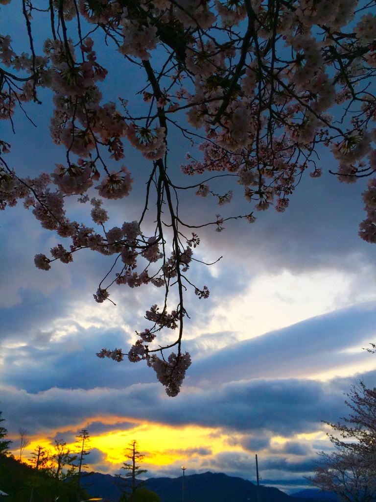 夕焼けと桜