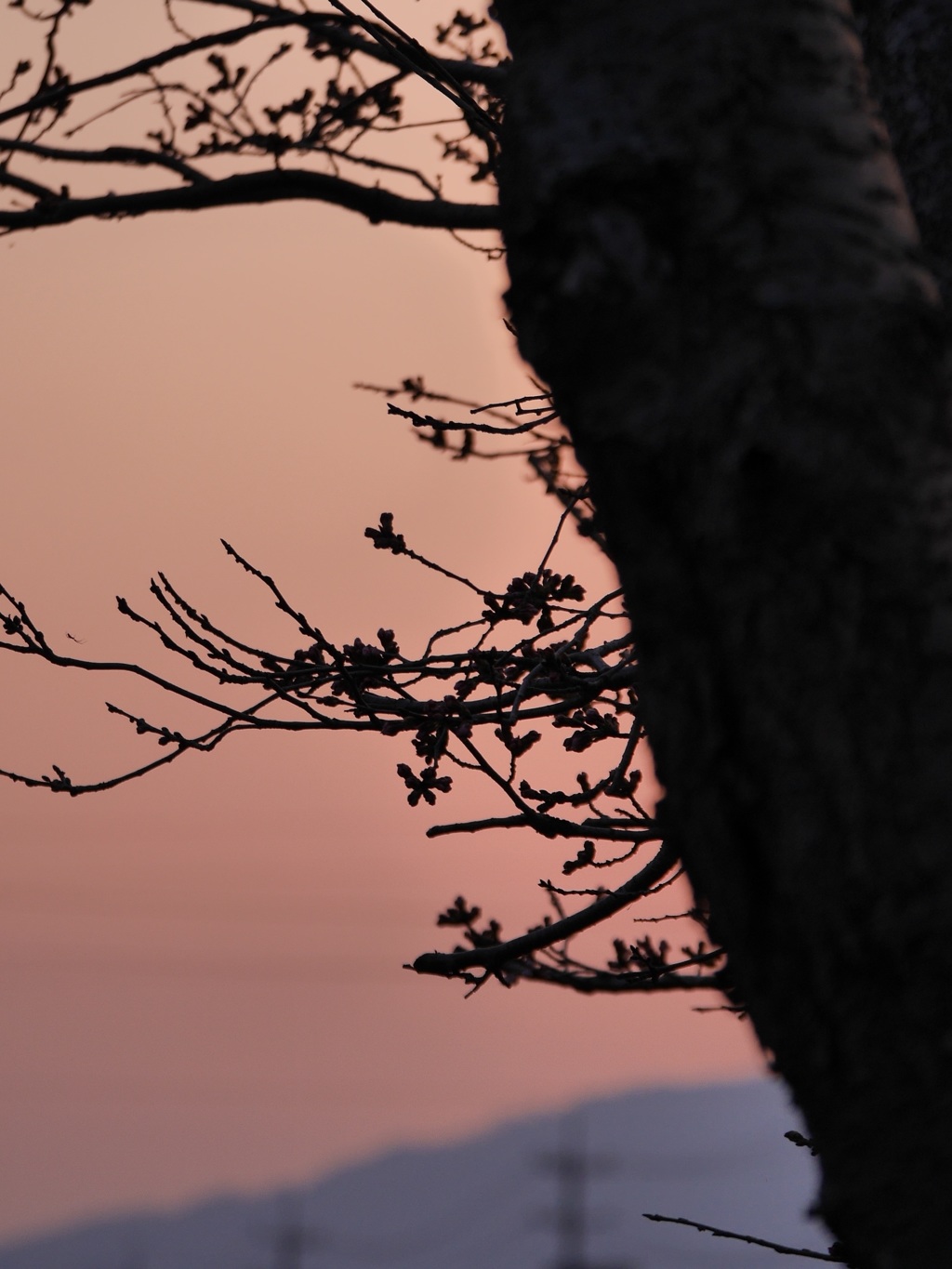 桜色の空