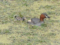 カイツブリの親子