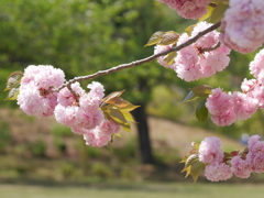 竹原の八重桜