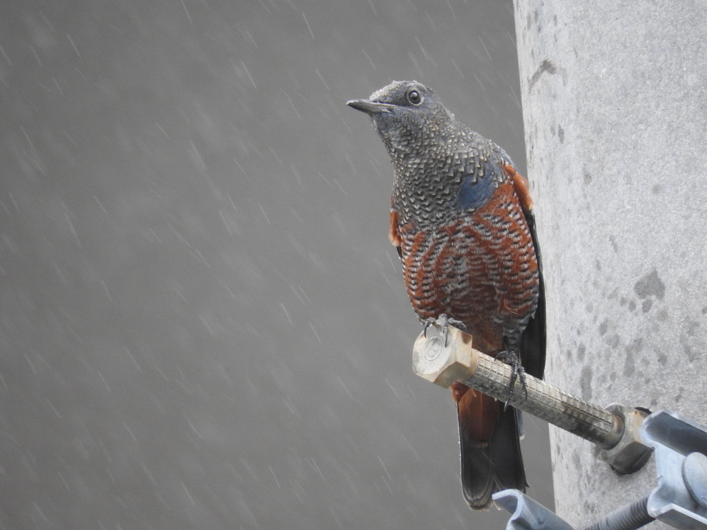 雨宿り