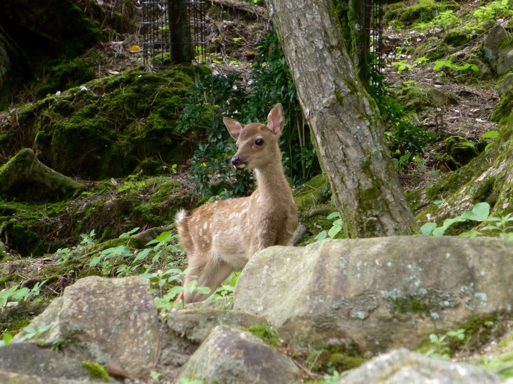 呼び声