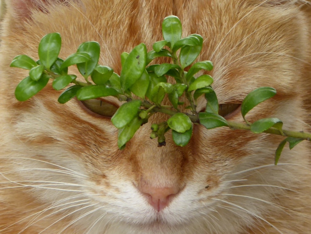 猫の休み時間1