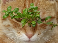 猫の休み時間1