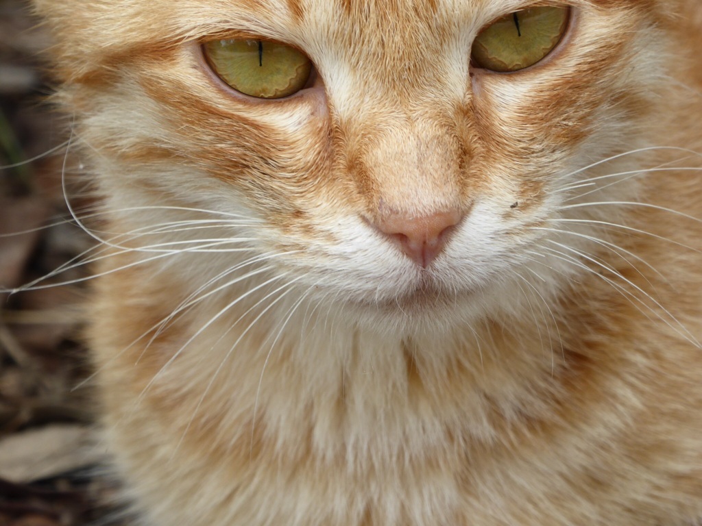 猫の休み時間3