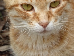 猫の休み時間3