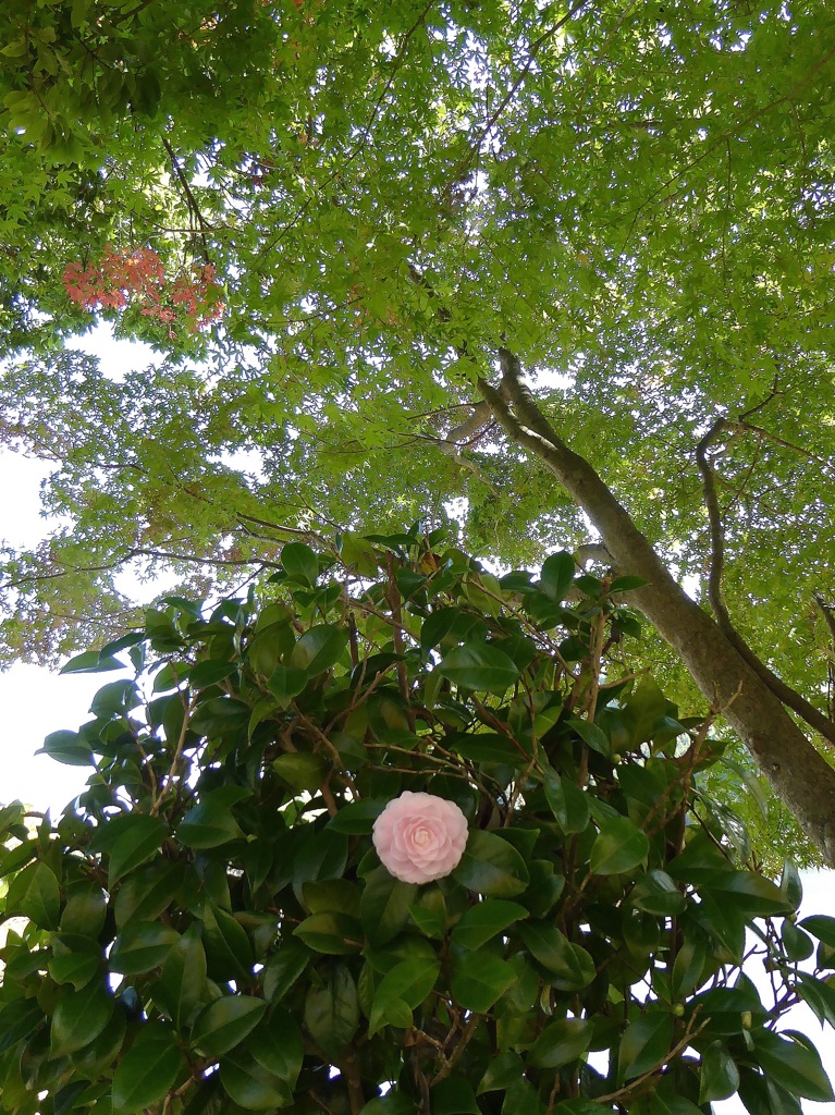 飾りボタン