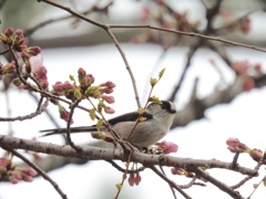 桜色