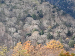 冬支度の山