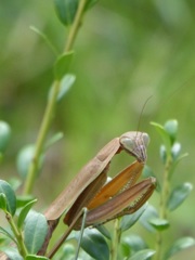 カマキリノフリムキ