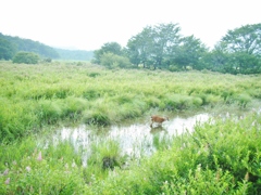 シモツケソウと鹿