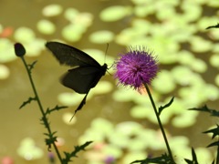 a fairy
