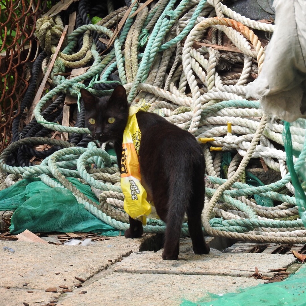 港の猫