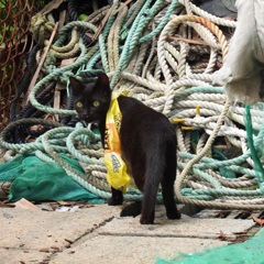 港の猫