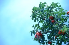 霞んだ眼にも見えた鮮やかなBlue