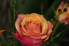 Birthday Rose