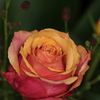 Birthday Rose