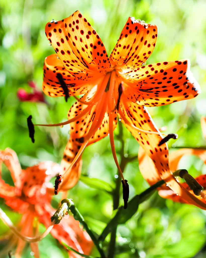 Tiger lily