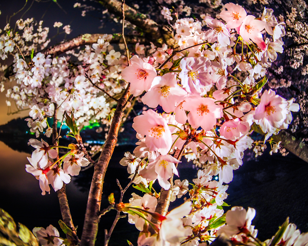 夜を纏いし桜花