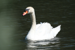 名城公園の白鳥