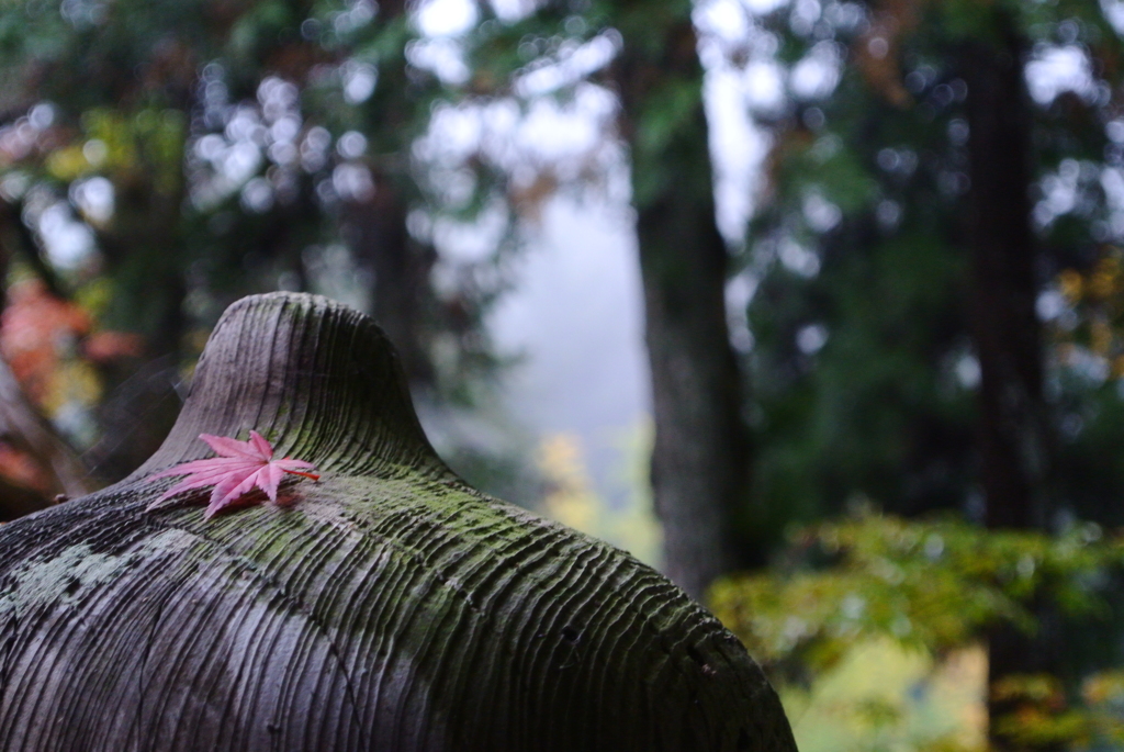 雨の日の紅葉狩り①