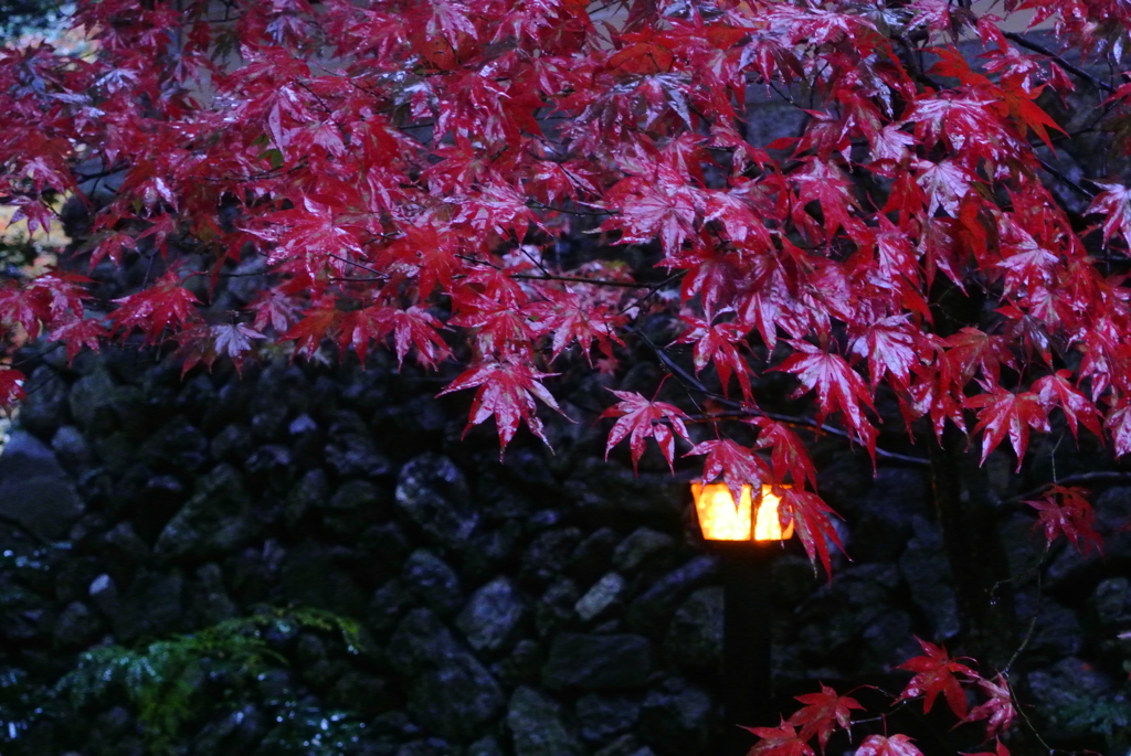 雨の日の紅葉狩り④