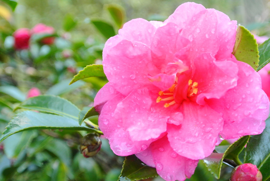 雨上がりの山茶花