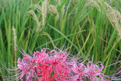 彼岸花