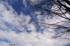 枯れ木