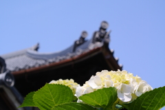 アジサイ②