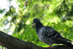 木の上の鳩