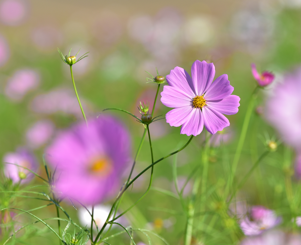 秋桜