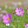 秋桜