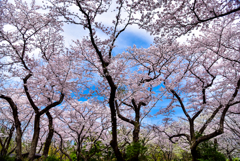 青空を求める桜