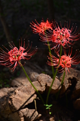 生け花