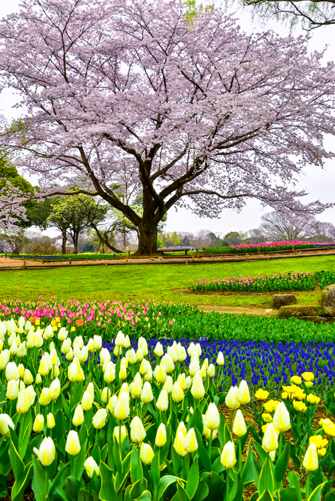 桜とチューリップのコラボ