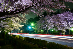 夜の桜