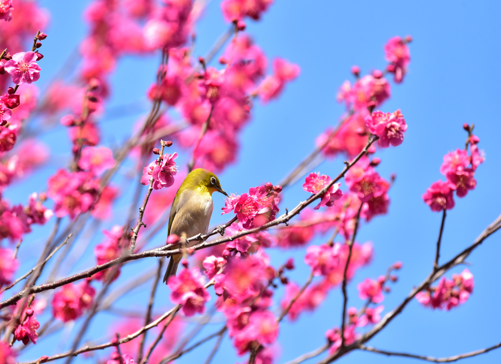 ウメジロ