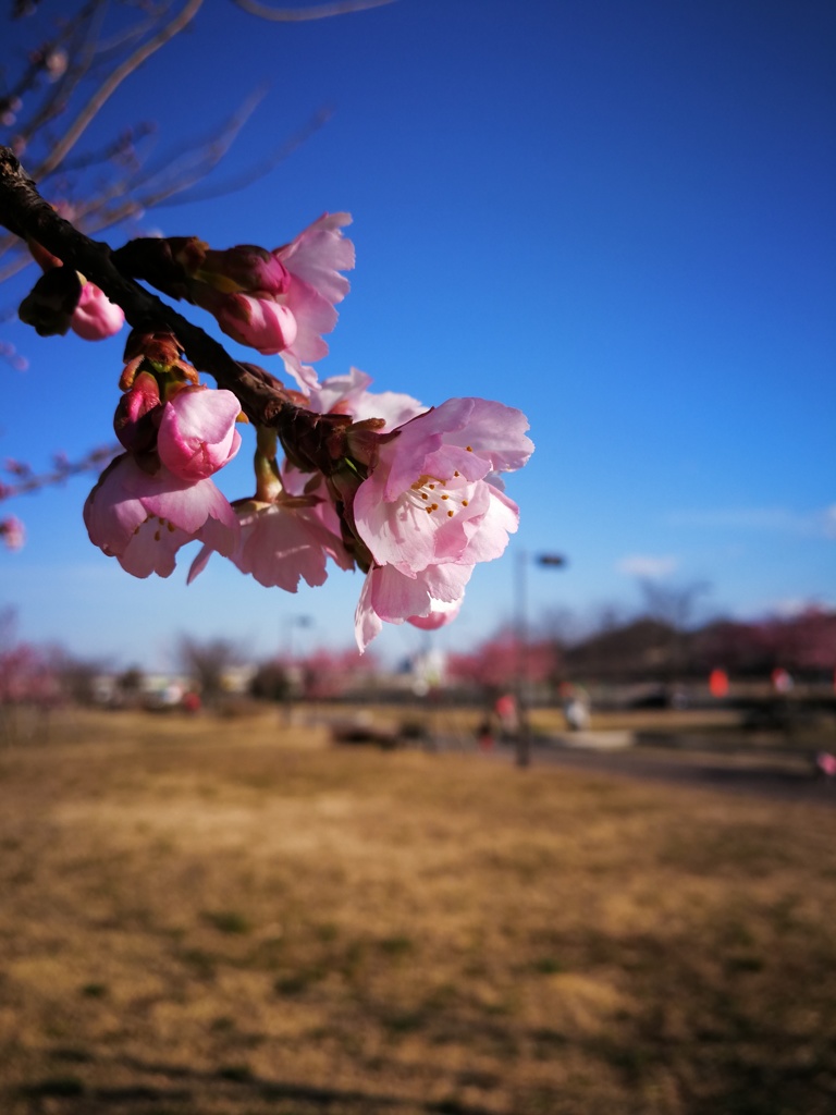 寒桜