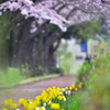 雨の日の散歩