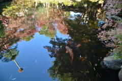 紅葉の鑑賞