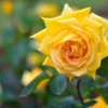 黄色い薔薇