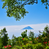 白樺下の富士山