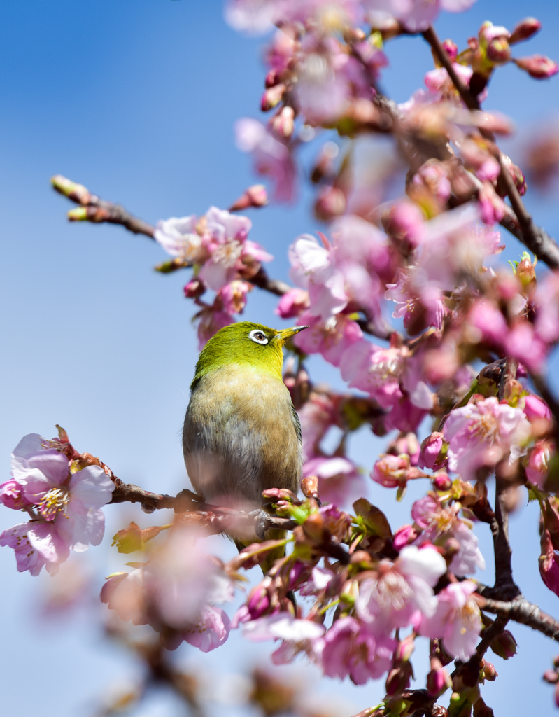 桜ジロー