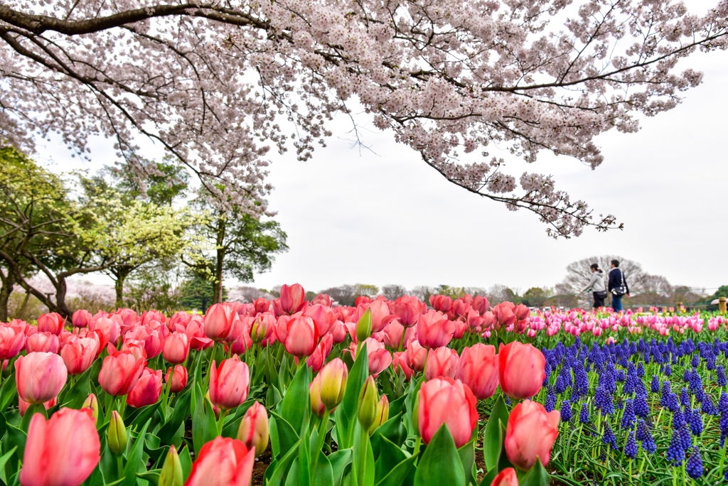 桜とチューリップのコラボ３