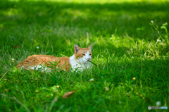 のんびり猫
