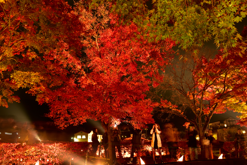 紅葉狩り